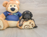 8 week old Mini Aussiedoodle Puppy For Sale - Premier Pups