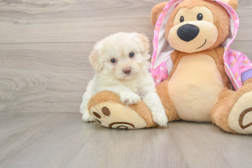 Mini Aussiedoodle Puppy for Adoption