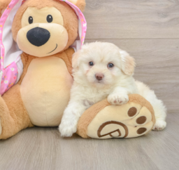 7 week old Mini Aussiedoodle Puppy For Sale - Premier Pups