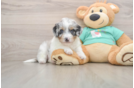 Little Aussiepoo Poodle Mix Puppy