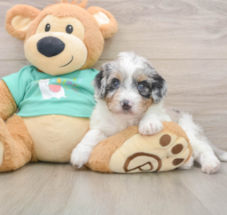 6 week old Mini Aussiedoodle Puppy For Sale - Premier Pups