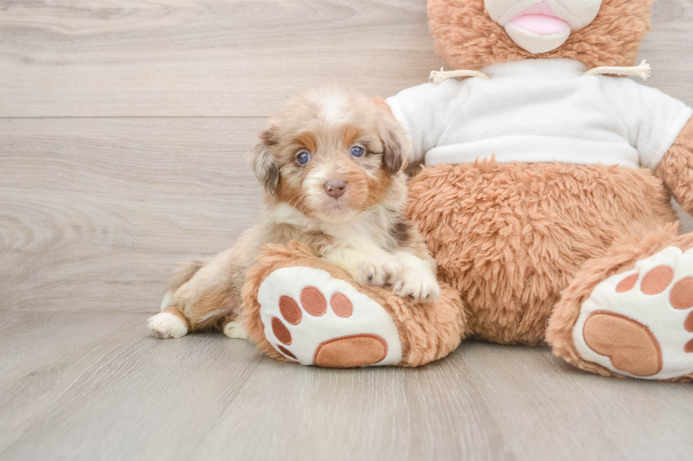 Fluffy Mini Aussiedoodle Poodle Mix Pup