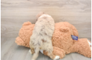 Mini Aussiedoodle Pup Being Cute