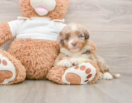 8 week old Mini Aussiedoodle Puppy For Sale - Premier Pups