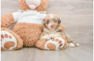 Popular Mini Aussiedoodle Poodle Mix Pup