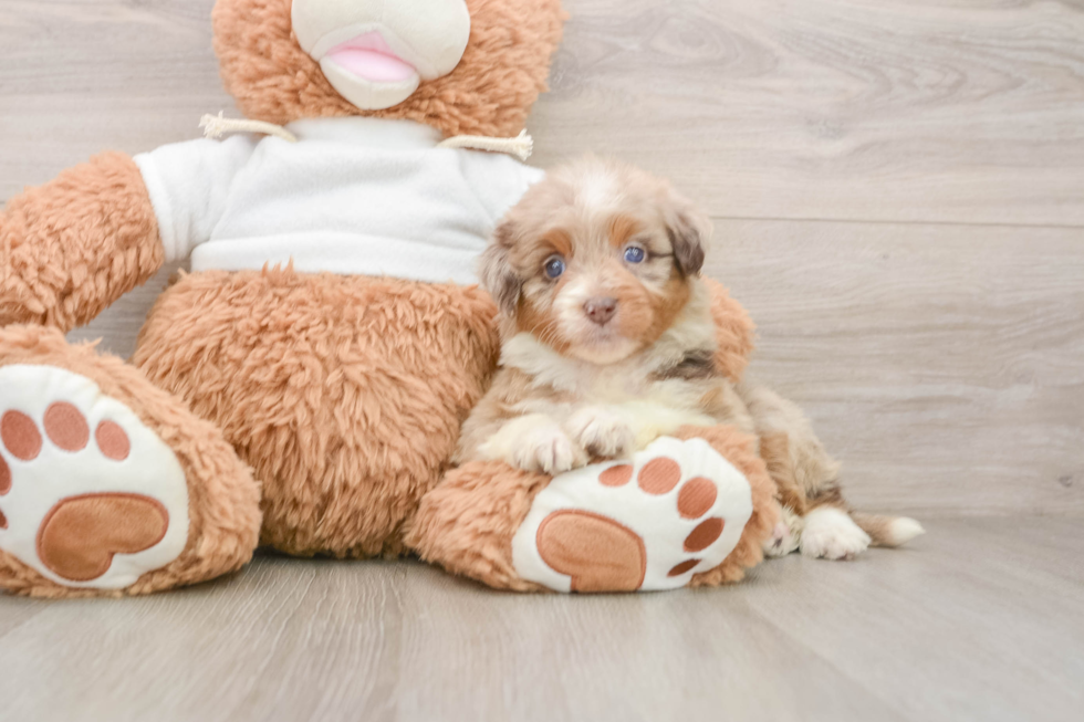 Popular Mini Aussiedoodle Poodle Mix Pup