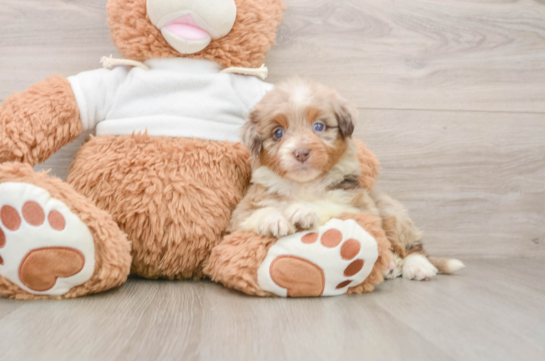 Popular Mini Aussiedoodle Poodle Mix Pup