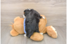 Best Mini Aussiedoodle Baby