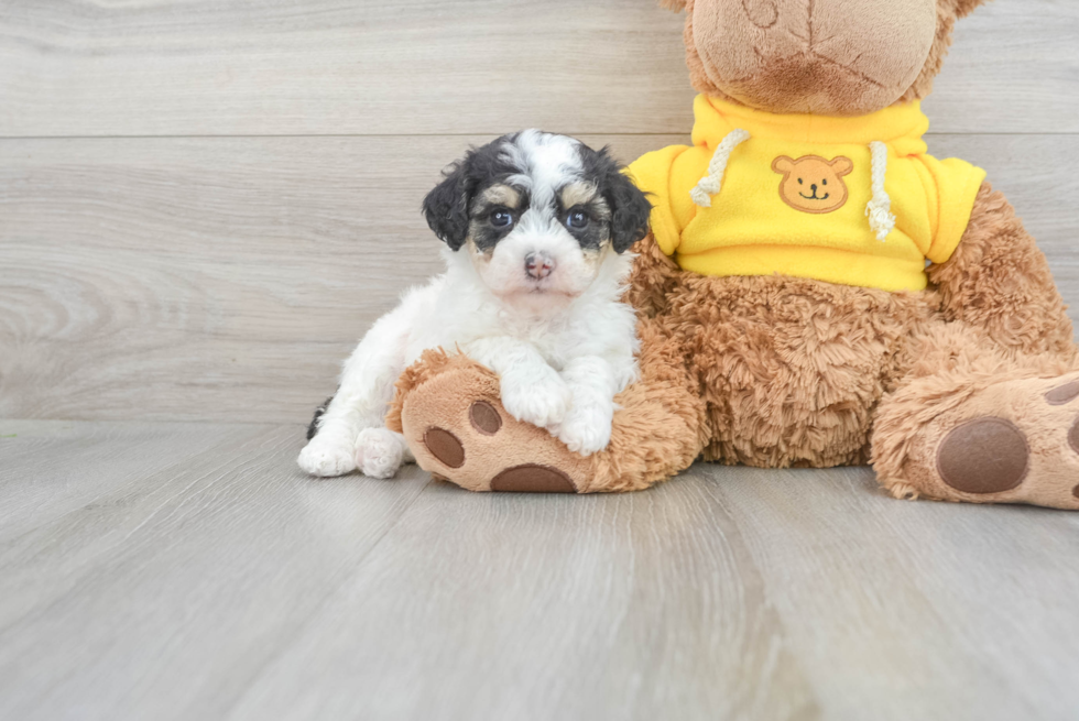 Hypoallergenic Aussiepoo Poodle Mix Puppy