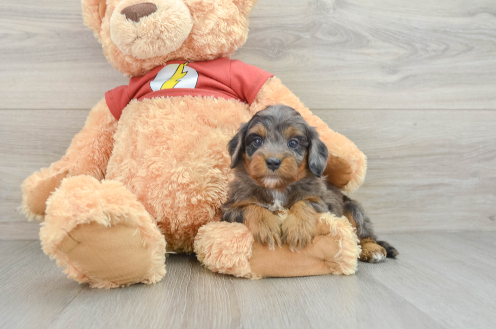 5 week old Mini Aussiedoodle Puppy For Sale - Premier Pups