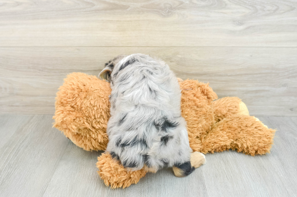 Popular Mini Aussiedoodle Poodle Mix Pup