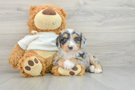 Cute Mini Aussiedoodle Baby