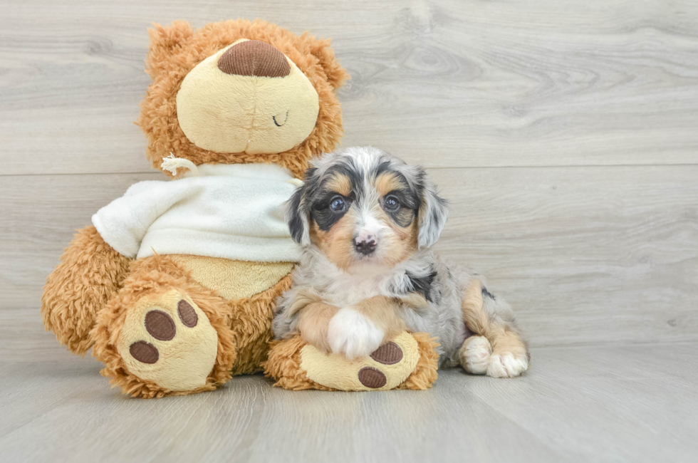 5 week old Mini Aussiedoodle Puppy For Sale - Premier Pups