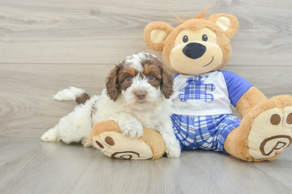 7 week old Mini Aussiedoodle Puppy For Sale - Premier Pups