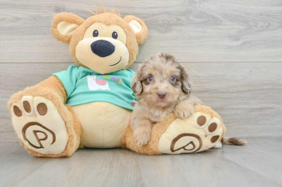 7 week old Mini Aussiedoodle Puppy For Sale - Premier Pups