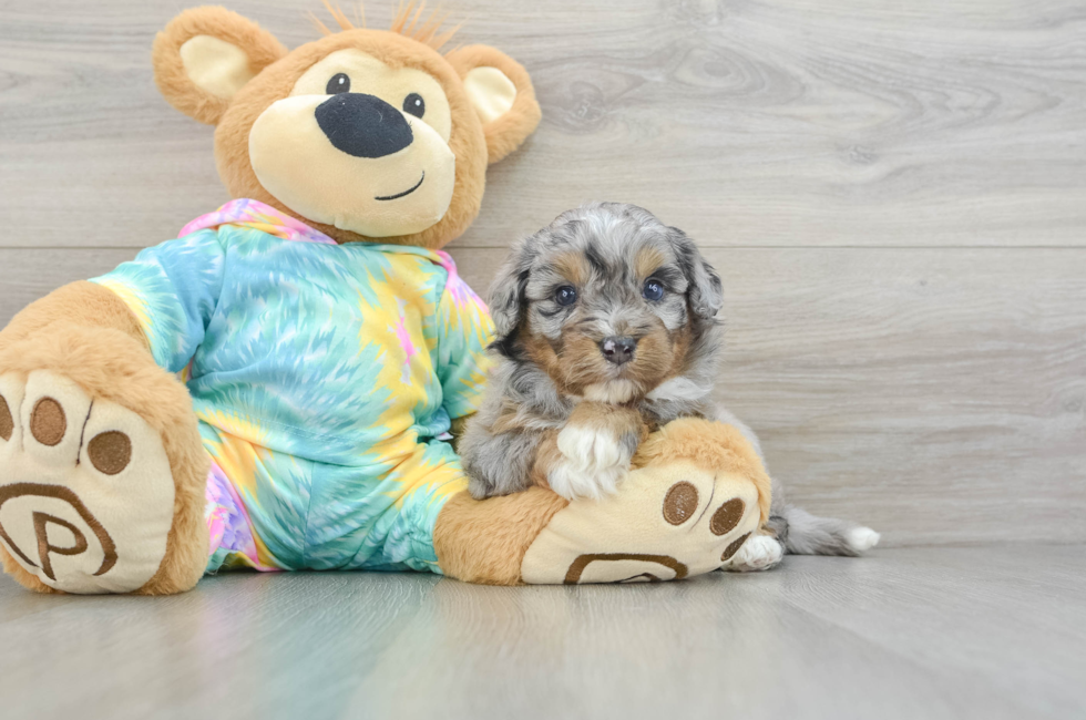 5 week old Mini Aussiedoodle Puppy For Sale - Premier Pups