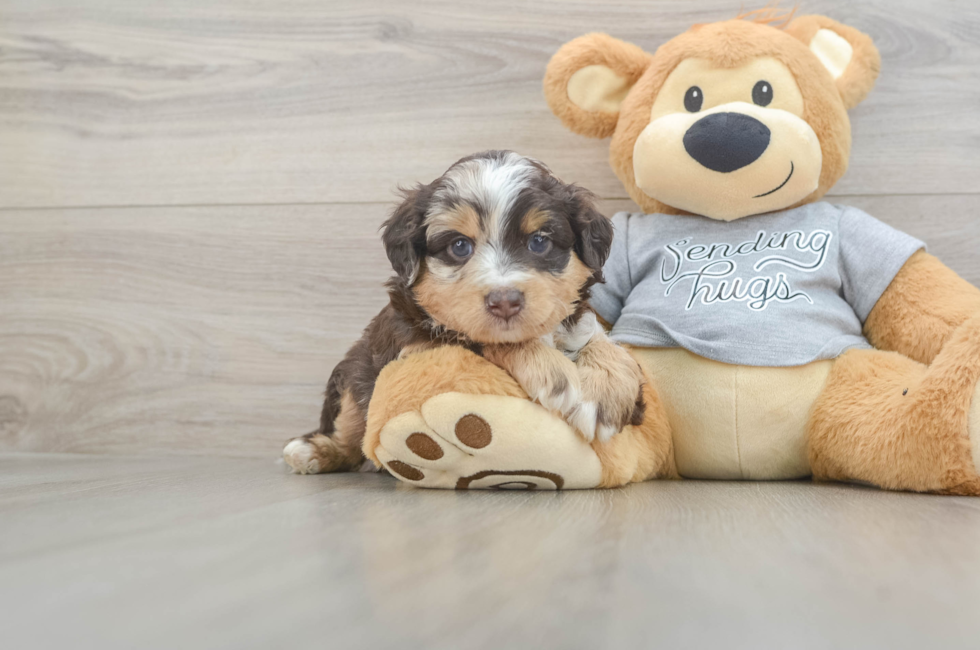 4 week old Mini Aussiedoodle Puppy For Sale - Premier Pups