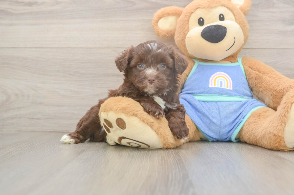 5 week old Mini Aussiedoodle Puppy For Sale - Premier Pups
