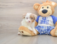 7 week old Mini Aussiedoodle Puppy For Sale - Premier Pups