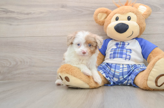 Mini Aussiedoodle Pup Being Cute