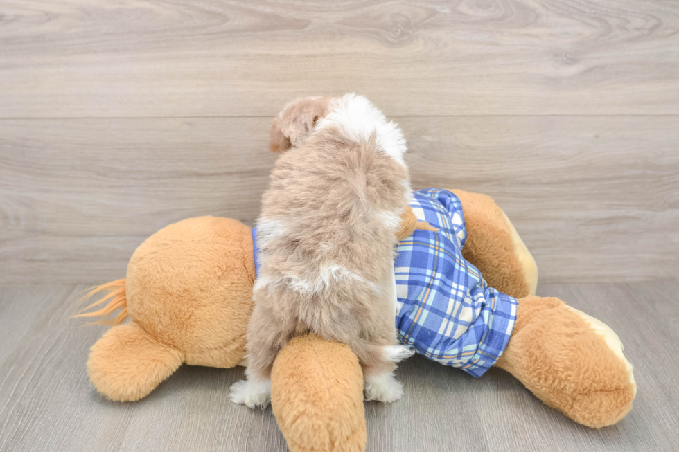 Happy Mini Aussiedoodle Baby