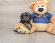 8 week old Mini Aussiedoodle Puppy For Sale - Premier Pups