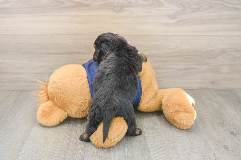 Mini Aussiedoodle Pup Being Cute