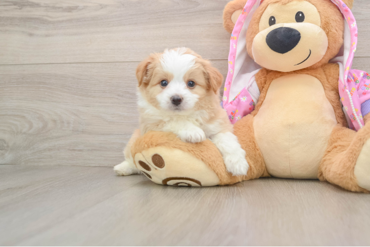 Best Mini Aussiedoodle Baby