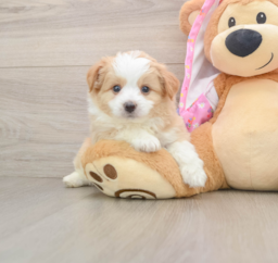 7 week old Mini Aussiedoodle Puppy For Sale - Premier Pups