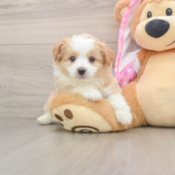 Best Mini Aussiedoodle Baby