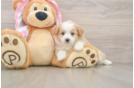 Best Mini Aussiedoodle Baby