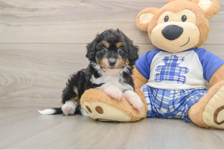 Cute Mini Aussiedoodle Baby