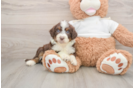 Mini Aussiedoodle Puppy for Adoption