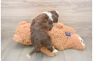 Mini Aussiedoodle Puppy for Adoption