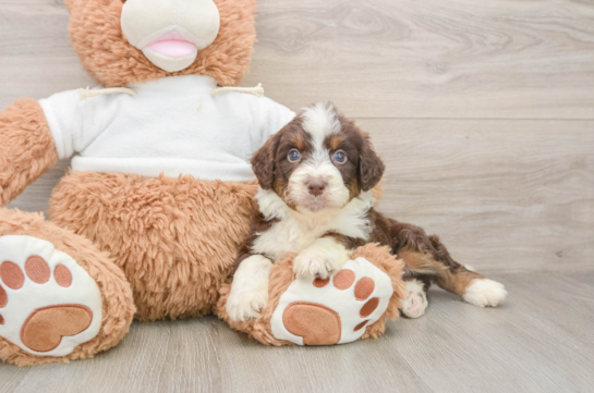 Mini Aussiedoodle Puppy for Adoption