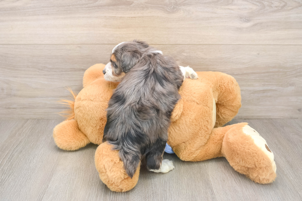 Best Mini Aussiedoodle Baby