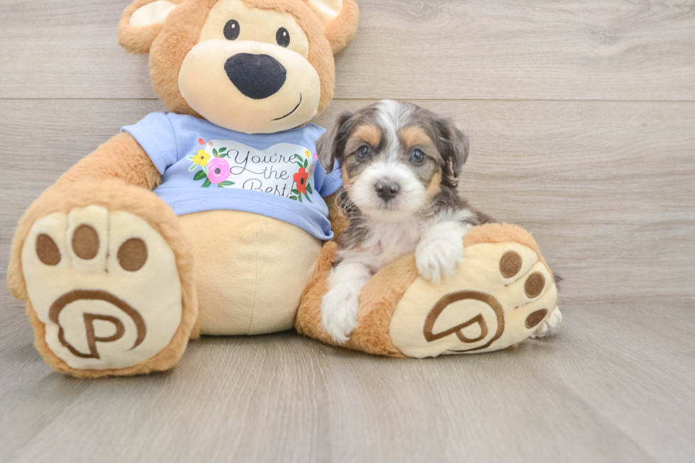 Little Aussiepoo Poodle Mix Puppy