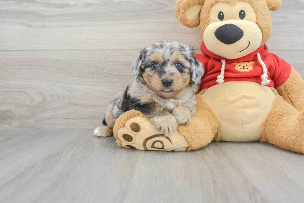 Mini Aussiedoodle Puppy for Adoption