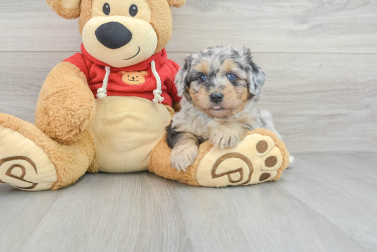 Small Mini Aussiedoodle Baby