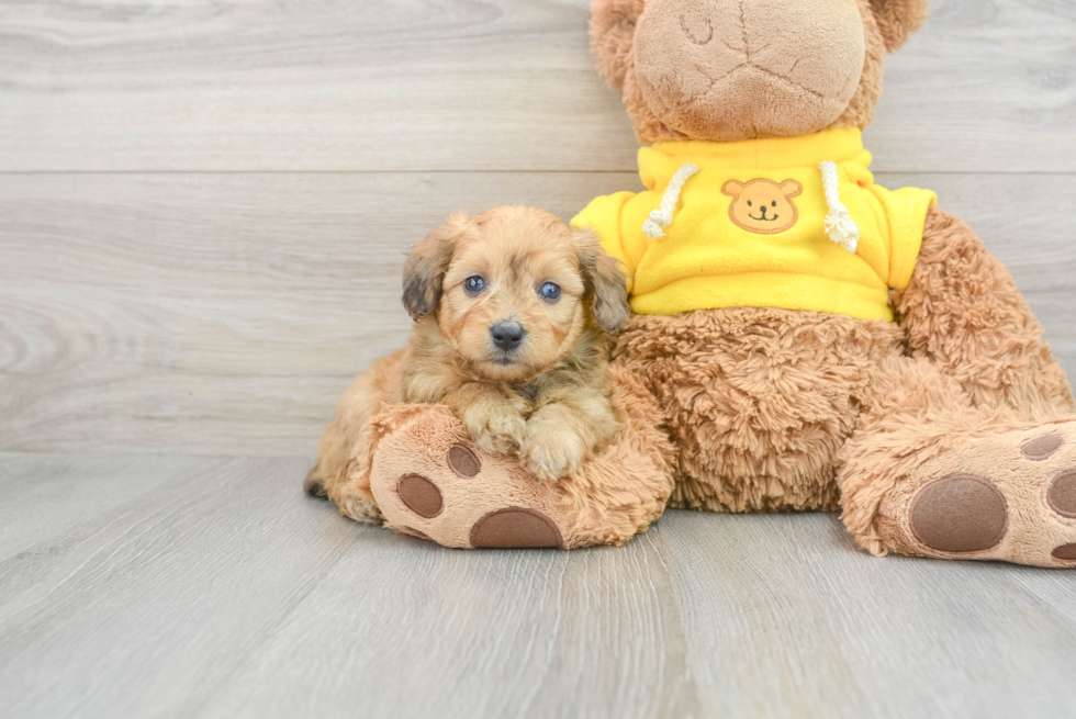 Cute Mini Aussiedoodle Baby