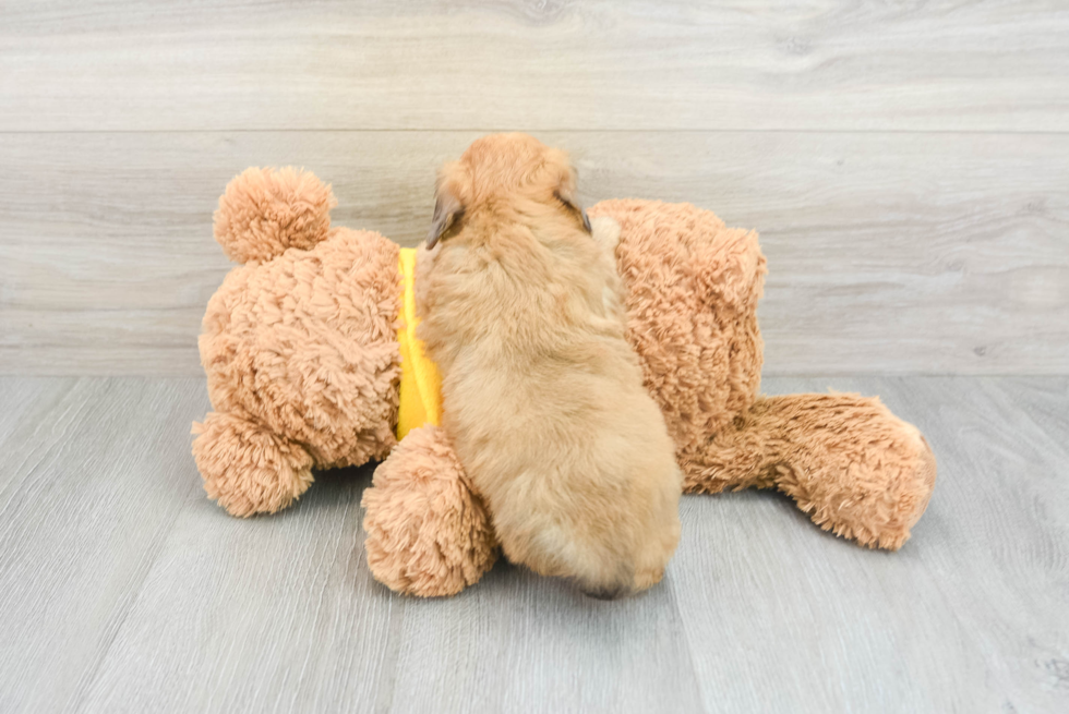 Mini Aussiedoodle Puppy for Adoption