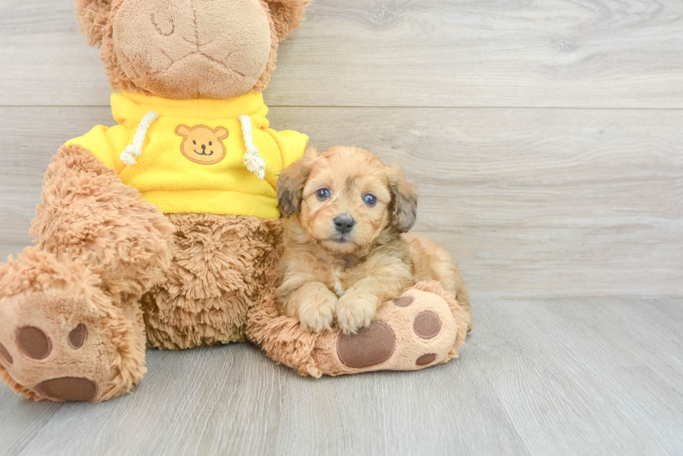 Mini Aussiedoodle Puppy for Adoption