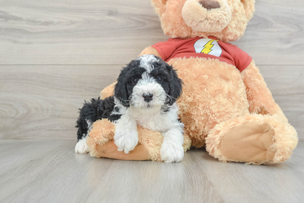 Adorable Mini Australian Shepherd X Poodle Mix Poodle Mix Puppy