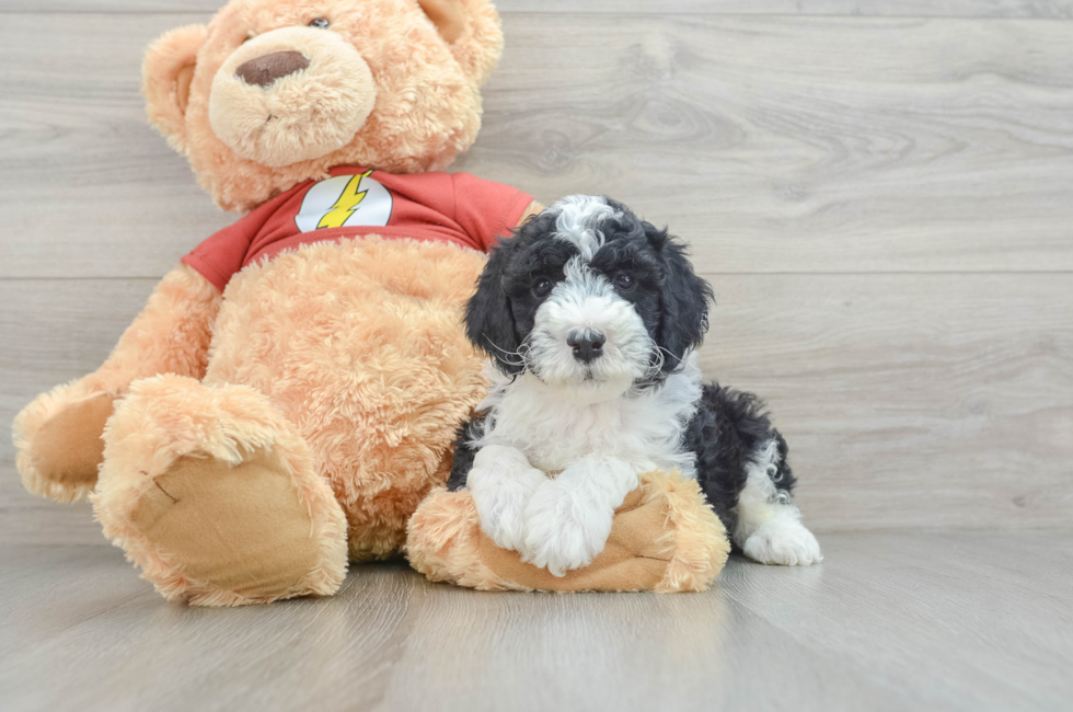 7 week old Mini Aussiedoodle Puppy For Sale - Premier Pups