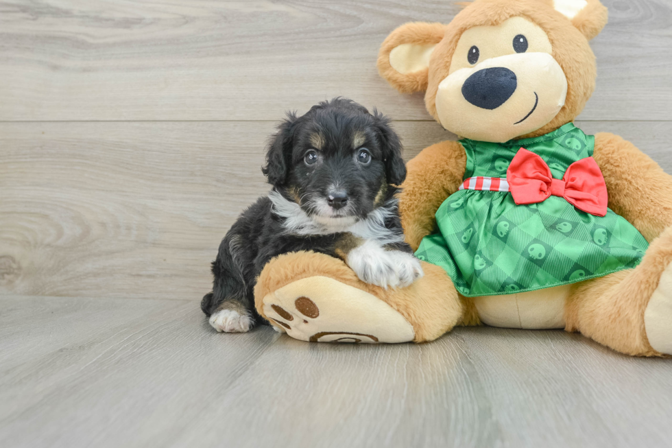 Sweet Mini Aussiedoodle Baby