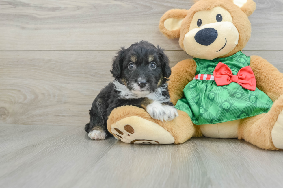 5 week old Mini Aussiedoodle Puppy For Sale - Premier Pups