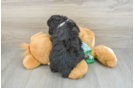 Mini Aussiedoodle Pup Being Cute