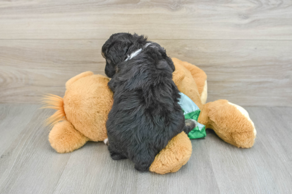 Mini Aussiedoodle Pup Being Cute