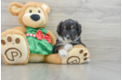 Mini Aussiedoodle Puppy for Adoption