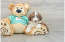 Fluffy Mini Aussiedoodle Poodle Mix Pup